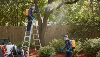 Professional tree service crew in Palm Harbor, FL trimming trees for residential yard care
