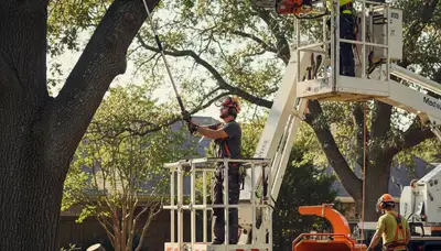 Arbor Tree Care pruning tree branches in Palm Harbor, FL to improve tree health and storm safety
