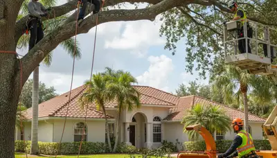 Tree service crew trimming trees in Palm Harbor, FL for safer, cleaner property care