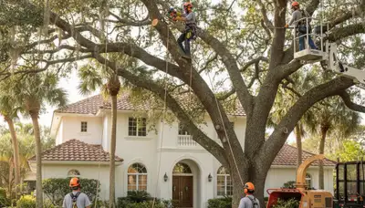 Tree service crew trimming a tree in Palm Harbor, FL for safe, professional maintenance