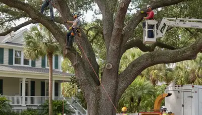 Tree service crew trimming trees in Palm Harbor, FL for safe, professional property care