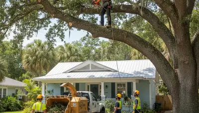 Palm Harbor, FL tree service crew trimming trees for safe, professional property care