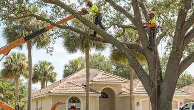 Tree service crew in Palm Harbor, FL performing professional tree trimming for a local property