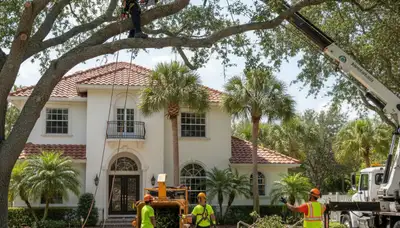 Professional tree trimming service in Palm Harbor, FL for safe tree care and maintenance