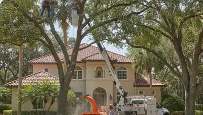 Tree service crew trimming trees in Palm Harbor, FL for safe, neat property maintenance