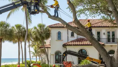 Tree service crew trimming trees in Palm Harbor, FL to improve safety and curb appeal