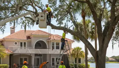 Tree service crew in Palm Harbor, FL providing professional tree trimming and removal services