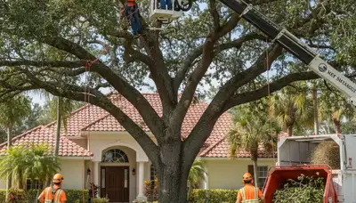 Tree service crew trimming trees in Palm Harbor, FL for safe, professional property care