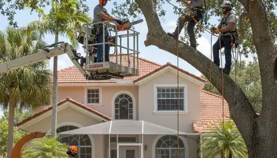 Tree service crew in Palm Harbor, FL trimming and maintaining a residential tree