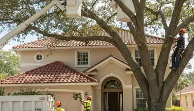 Tree service crew trimming trees in Palm Harbor, FL for safe, professional property care