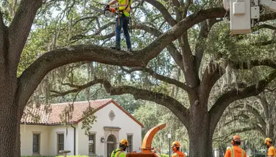 Tree service crew trimming trees in Palm Harbor, FL for safe, professional property maintenance