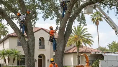 Tree service crew in Palm Harbor, FL providing professional tree trimming and maintenance
