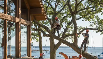 Professional tree service crew trimming a tree in Palm Harbor, FL