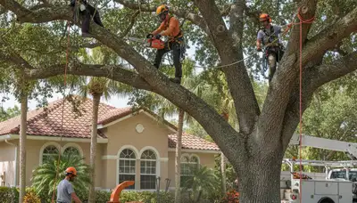 Tree service crew trimming trees in Palm Harbor, FL for safe, professional maintenance