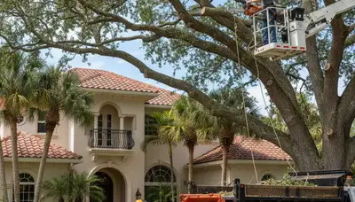 Tree service crew trimming trees in Palm Harbor, FL for safe, professional maintenance