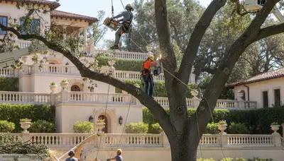 Tree service crew trimming trees in Palm Harbor, FL for safe, professional maintenance