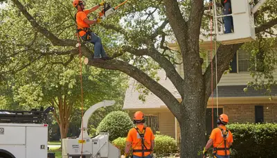 Tree trimming crew servicing palm trees in Palm Harbor, FL for safer clearance and healthy growth