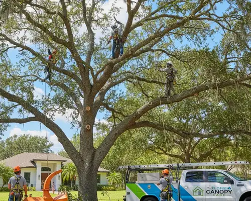Palm Harbor, FL tree trimming for healthy Florida canopies in a professional service widget